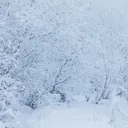 Neve