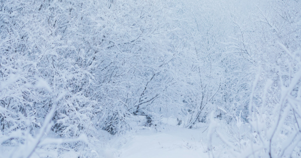 Neve