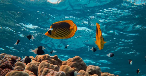 Sharm el-Sheikh tempo