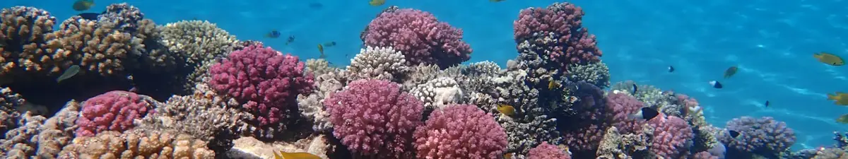 Hurghada tempo